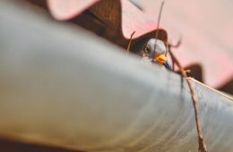 Pests That May Live in Your Gutters