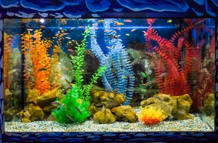How To Choose the Best Location for Your Home Reef Tank
