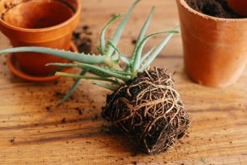 How To Transplant Plants Without Killing Them