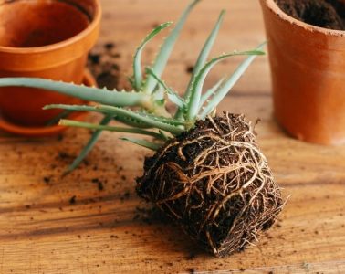 How To Transplant Plants Without Killing Them