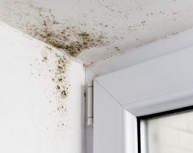 What’s That Smell: How To Check for Mold in Your Home