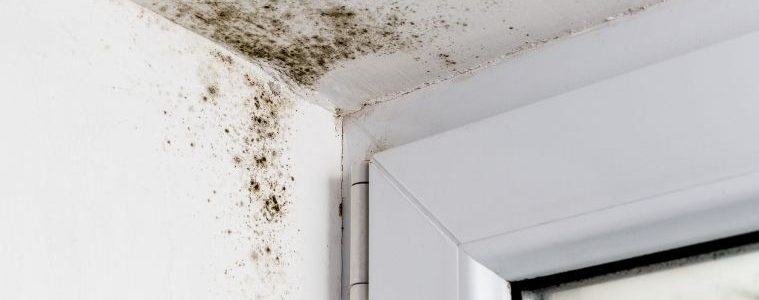 What’s That Smell: How To Check for Mold in Your Home