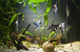 Top Ways To Make Your Aquarium Look Beautiful