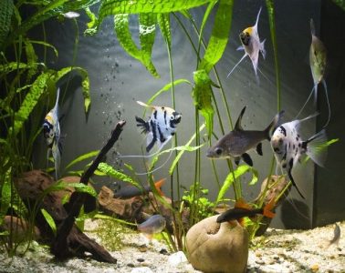 Top Ways To Make Your Aquarium Look Beautiful