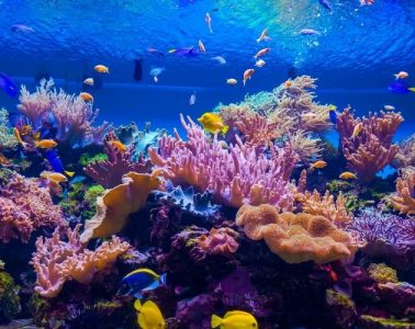 Things To Consider When Maintaining an Aquarium
