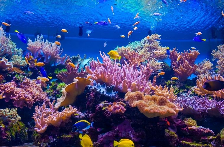Things To Consider When Maintaining an Aquarium