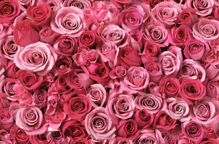 Why You Should Decorate Your Home with Eternity Roses